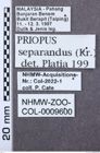 Etikett zu Melanotus ignotus (Platia & Schimmel, 2001)